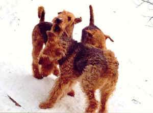 3 raufende Airedales