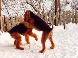 2 raufende Airedales
