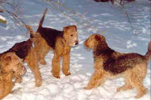 3 Airedales