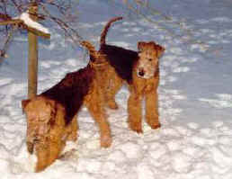 2 Airedales
